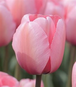 Tulipan Pink Impression 8 løg